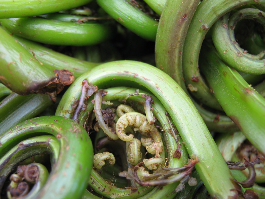Fiddleheads At the University District's farmers market, f… Flickr