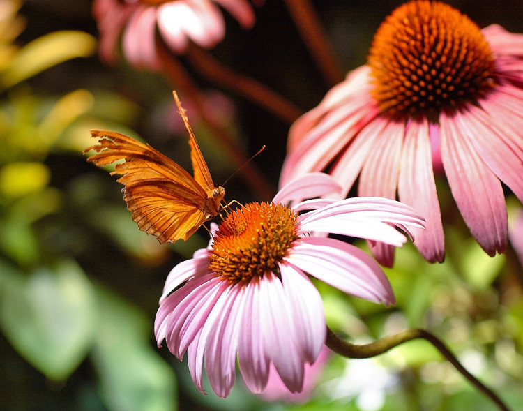 Butterfly Exhibit at National Museum of Natural History Flickr
