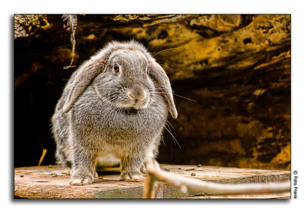 vicious Rabbit of Caerbannog don't know him? So you don't … Flickr