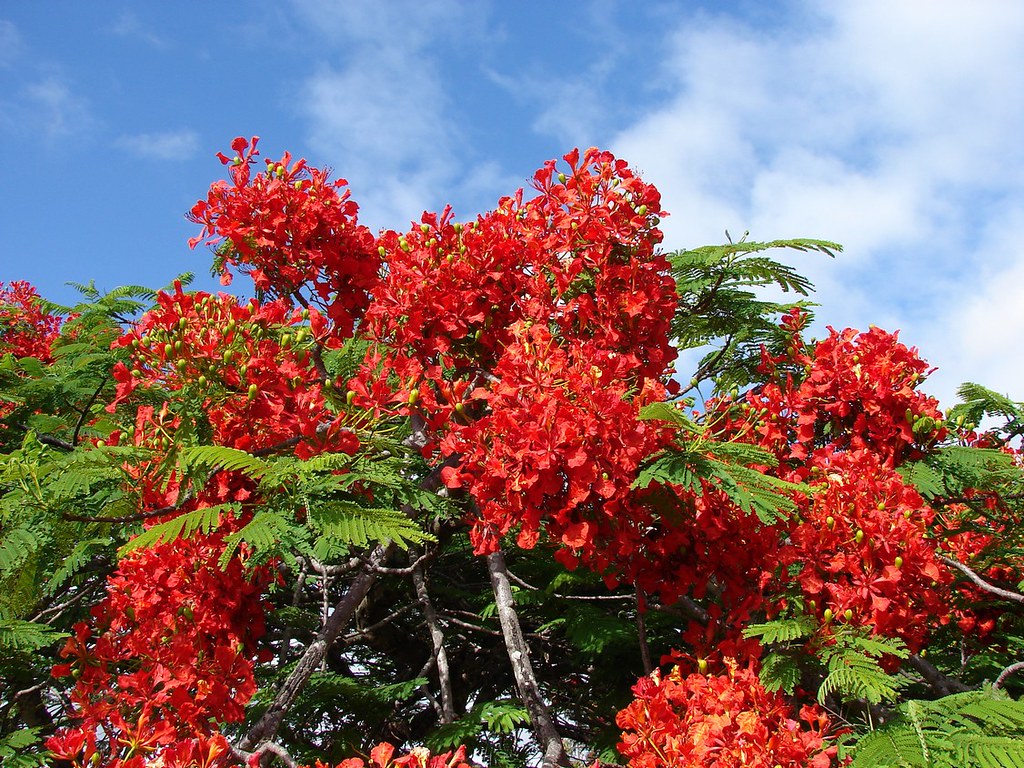 Poinciana Delonix regia Flowering Poinciana one of the m… Flickr
