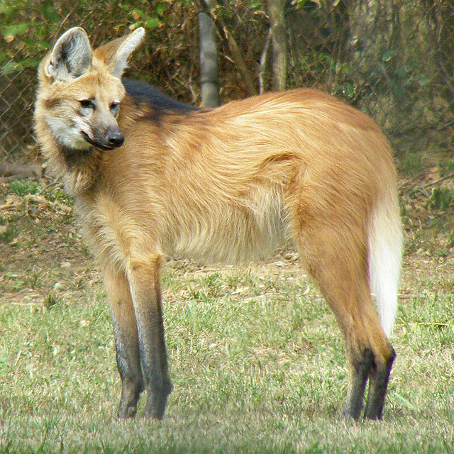 Maned Wolf A Large Fox on Stilts? (1) a photo on Flickriver