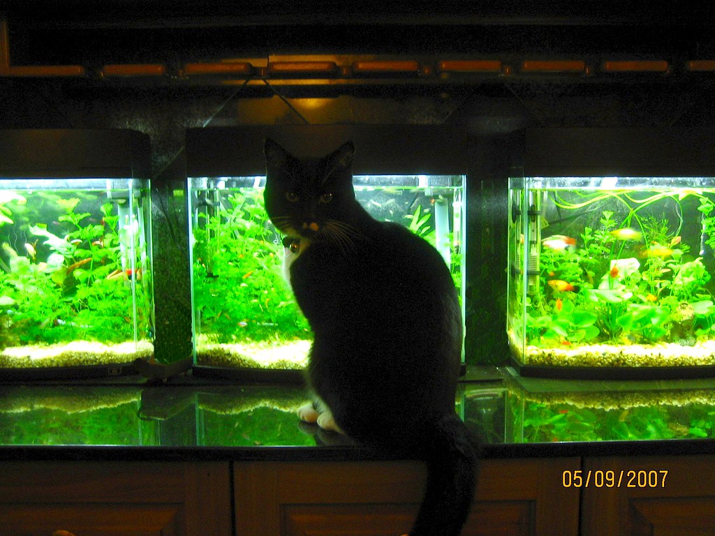cat & aquarium leedoug23 Flickr