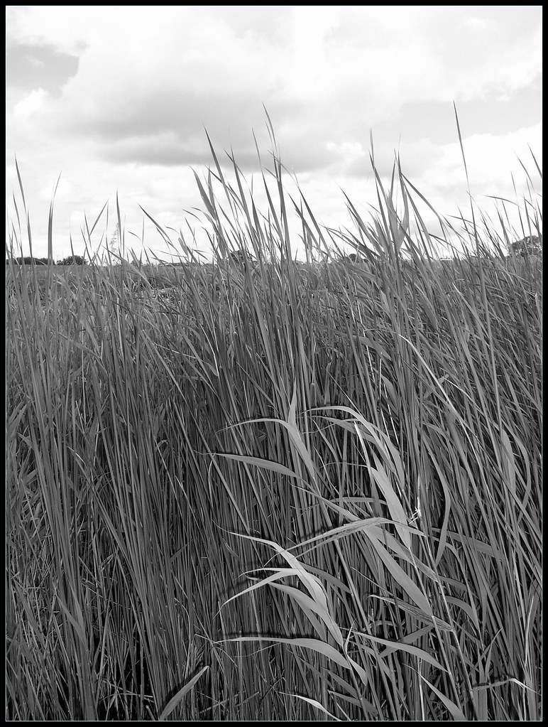Reed Beds Rye Harbour Nature Reserve lynbarton Flickr