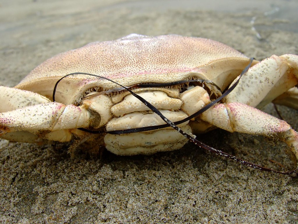 DSCF7115 Dead crab I found. Almost a whole one rstoker Flickr