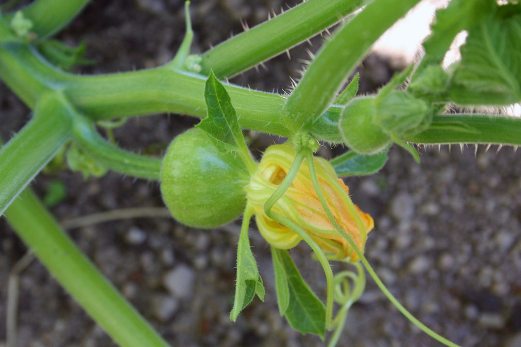 Baby Acorn Squash 'Heart of Gold' Female Squash Blossoms. Flickr
