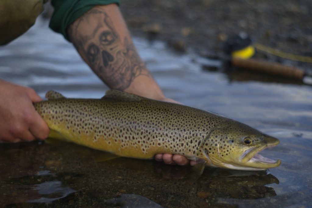 Tattoo Trout | Jonas Olsson | Flickr 684_x_1024_jpg