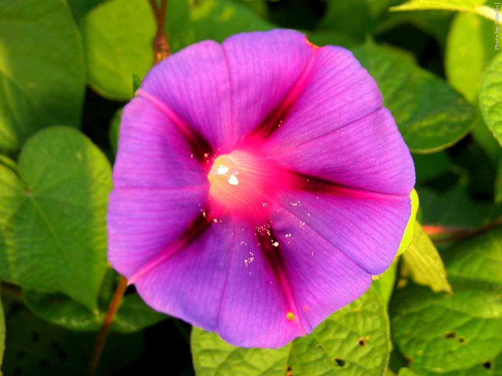 Purple morning glory lighted seed pod I love how this mo… Flickr
