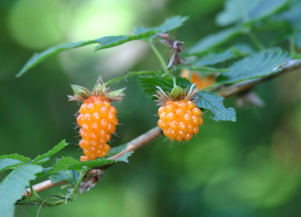 Salmon Berries (Rubus spectabilis) Growing wild in Cascade… Flickr
