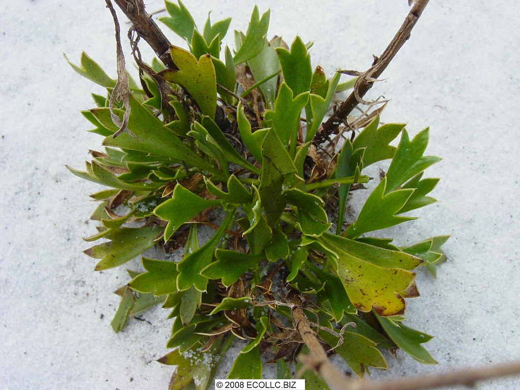 Eryngium cuneifolium leaves BU Scrub erygium is listed by … Flickr