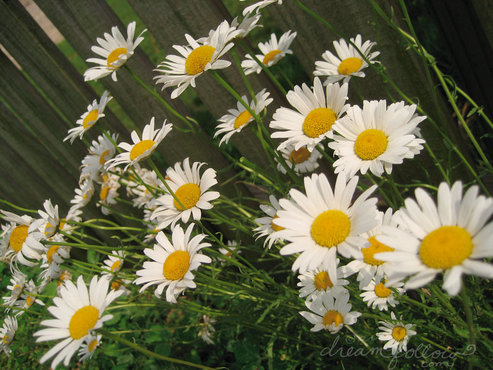 wild daisies I love daisies the best! these were growing w… Flickr