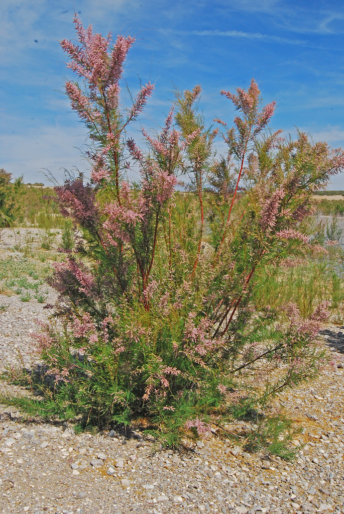 DSC_5802a Salt Cedar at South Highlands Point, Elephant Bu… Flickr