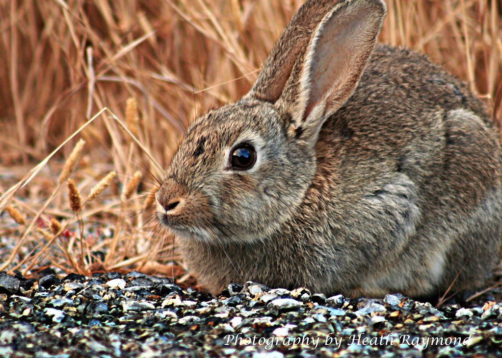 Why did the Rabbit cross the road? Surely you didn't