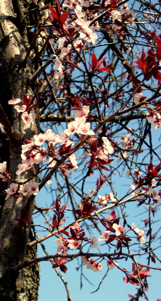 pink budding tree ilivetoglorifyGOD Flickr