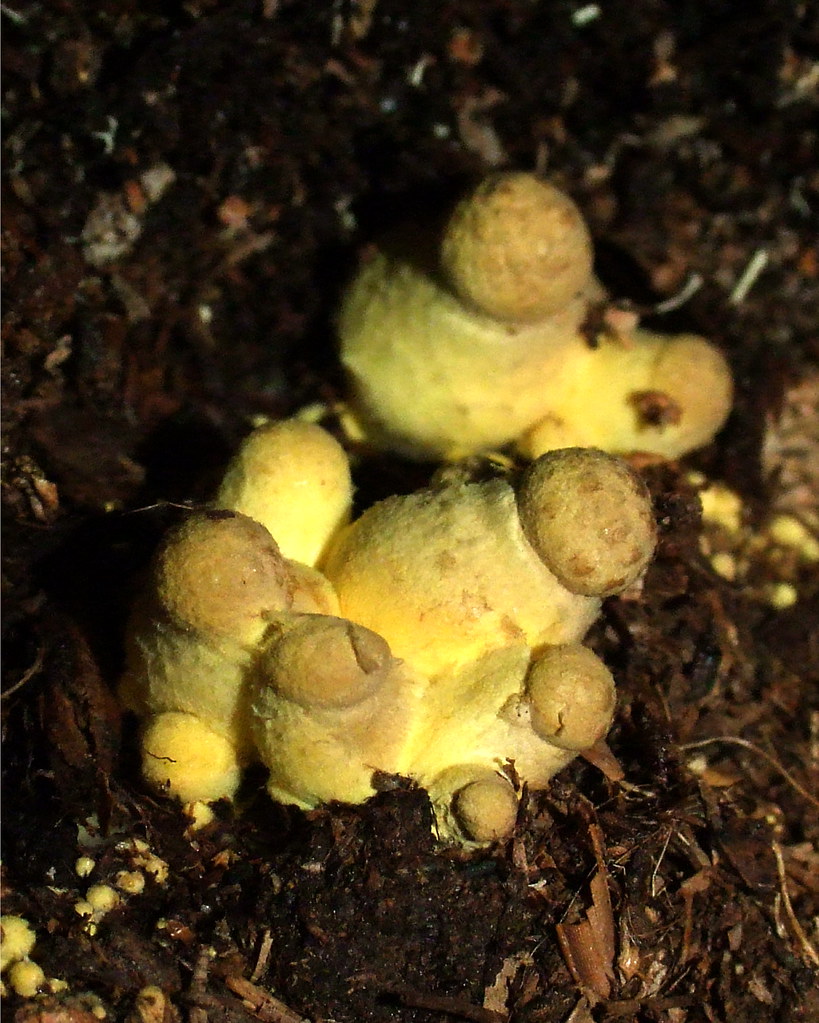 yellow mushrooms growing in my pot with tomato plants. Flickr