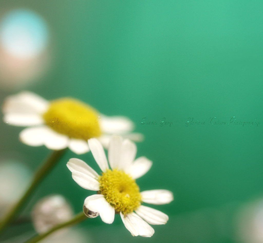 Natural Headache Cure! Explore 199...thanks for the link … Flickr