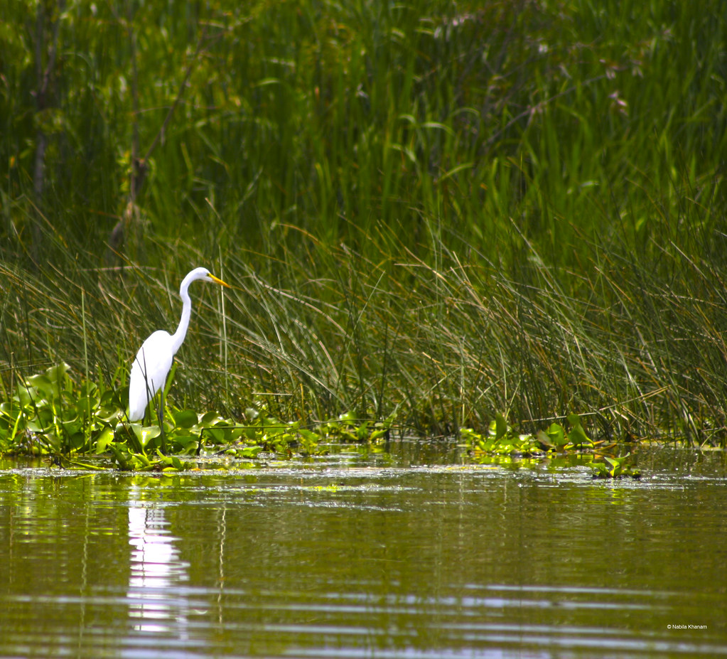 White Heron at Lake Patzcuaro, Mexico Nabila Khanam Flickr