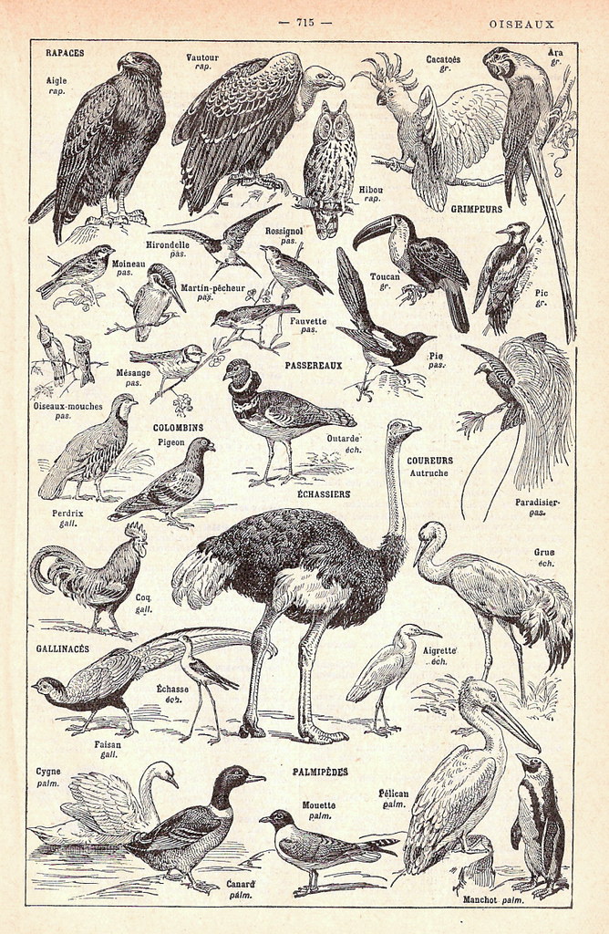 Birds from 1938 French Dictionary a photo on Flickriver
