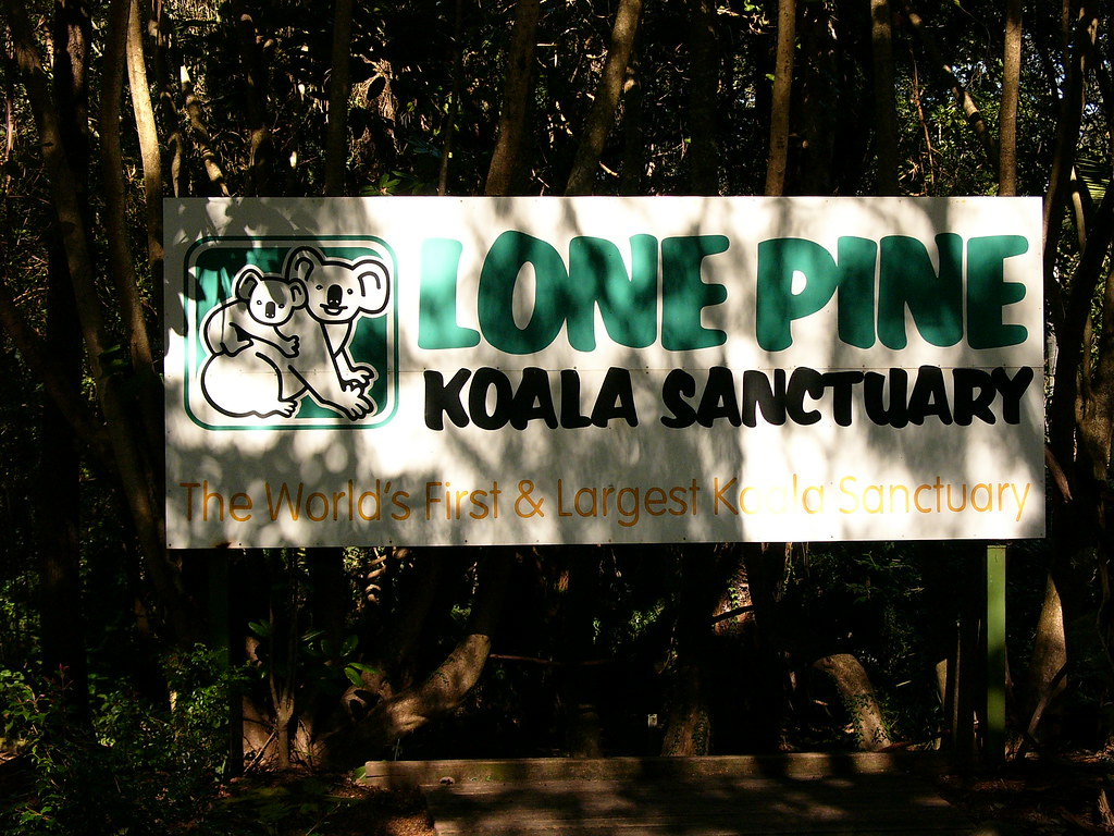 c1 Lone Pine Koala Sanctuary HenkLiu Flickr