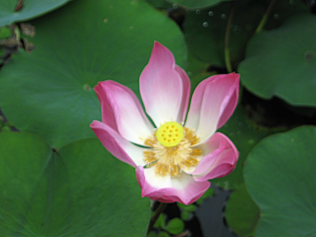 Lotus near Lotus Cafe, Ubud In front of Pura Taman Saraswa… Flickr