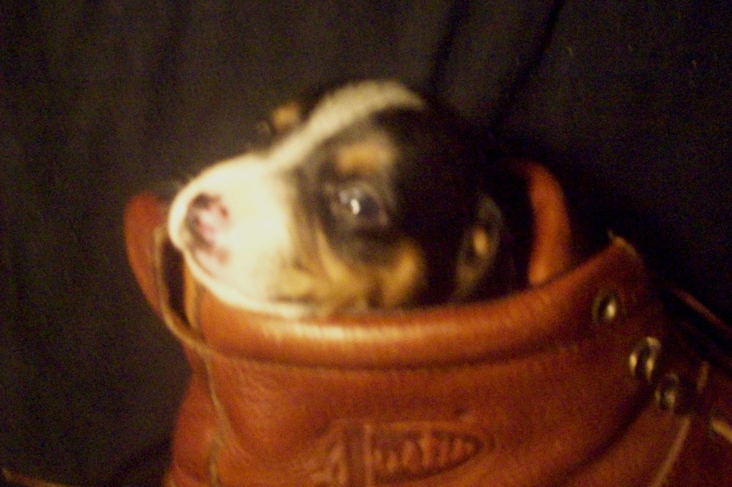 toy rat doxie puppy in a boot 3 weeks old blueeyed_texasangel10