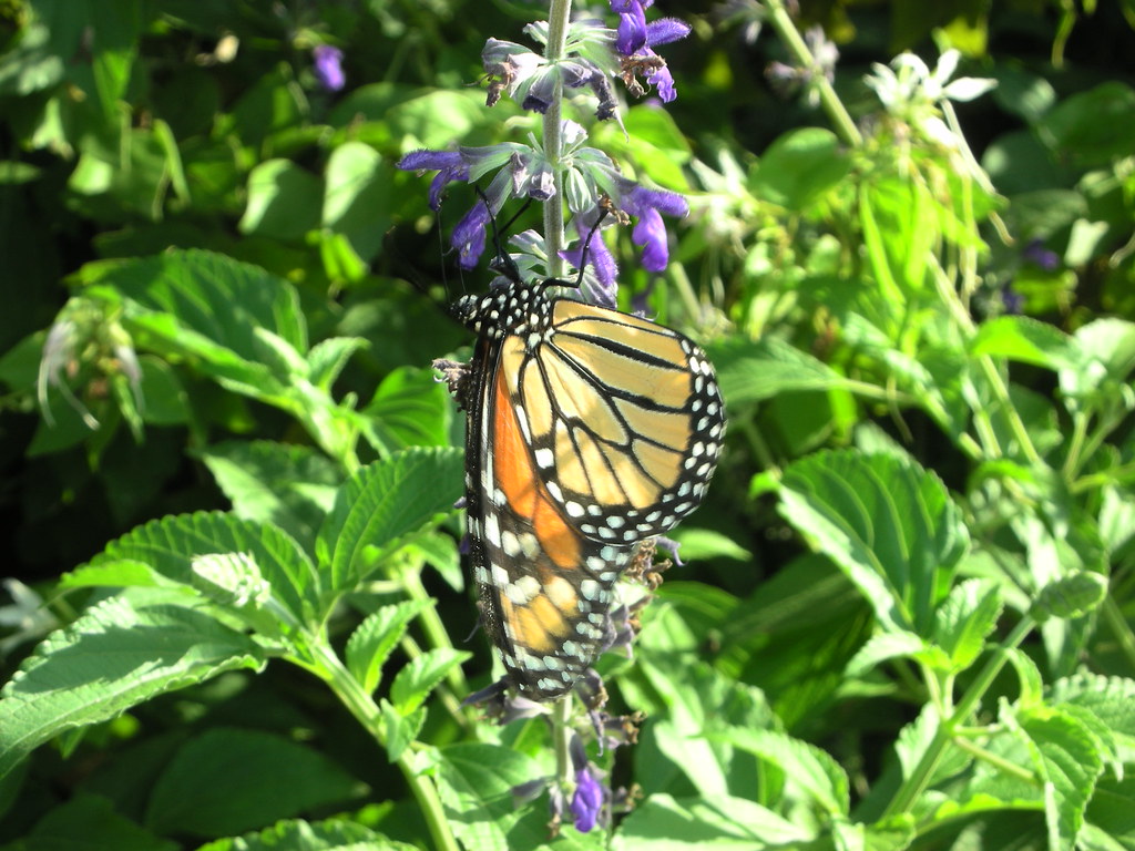 Monarch Butterfly butterfly garden Houston Zoo Flickr