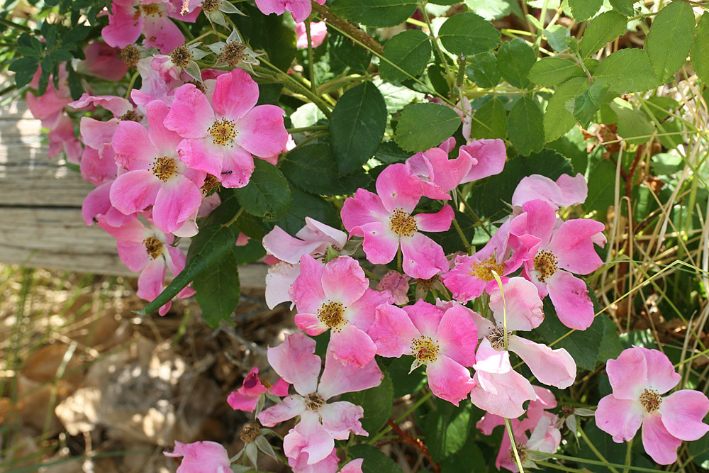 Mountain Rose Bush This little bush erupts into flower for… Flickr