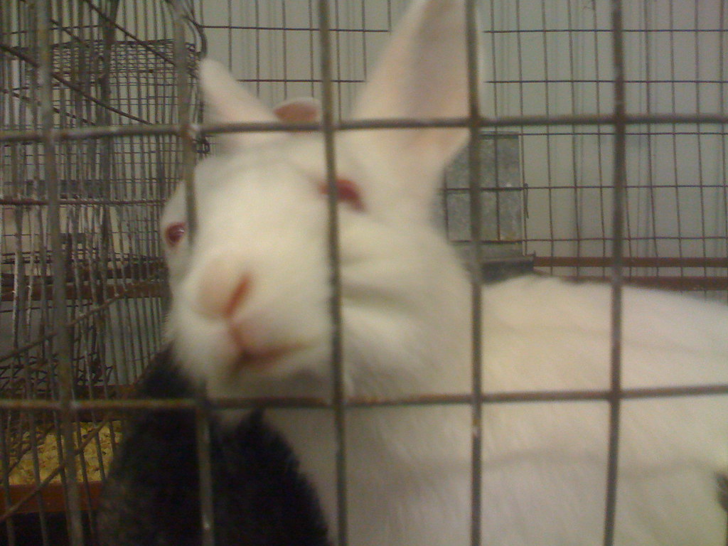 Bunnies At the North Florida Fair DigitallyBorn Flickr