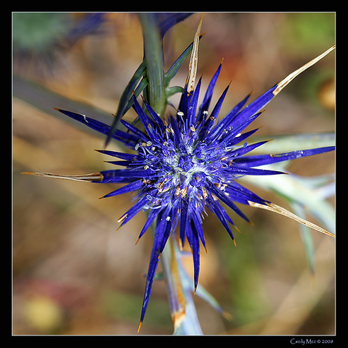 Blue Devil Eryngium ovinum A closer look at this unusual… Flickr