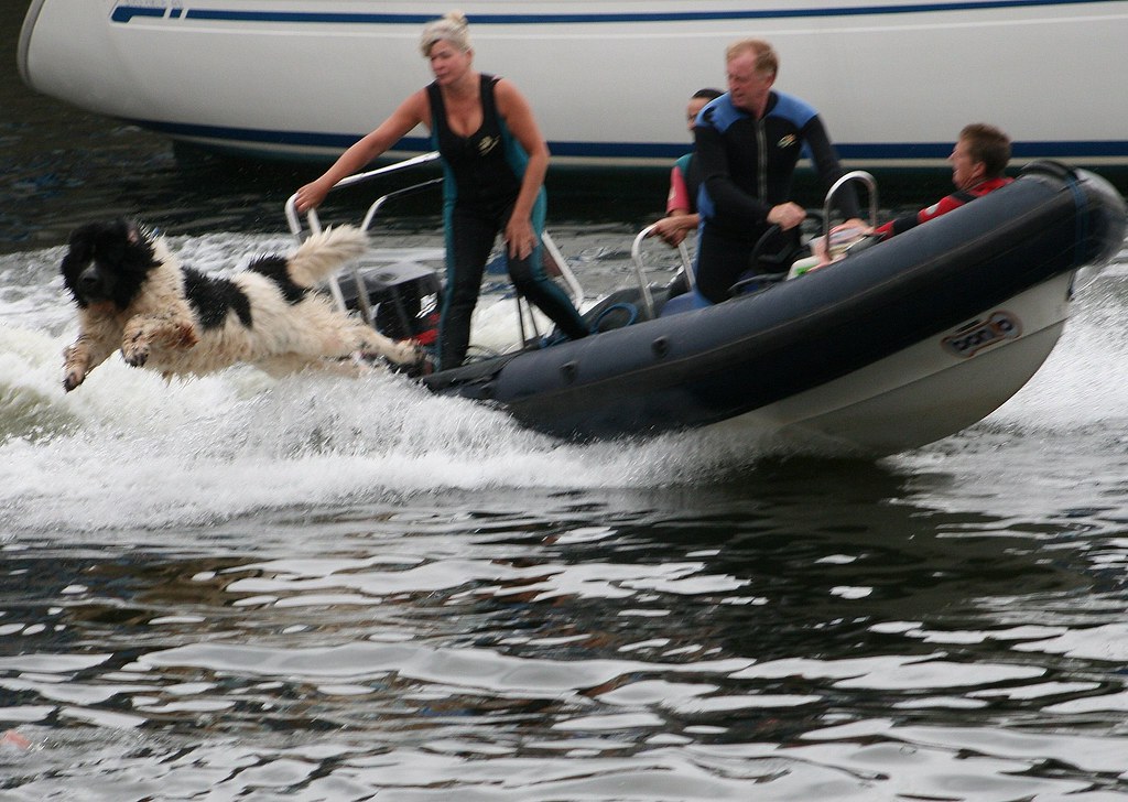 Newfoundland in action Highly trained rescue dog leaps