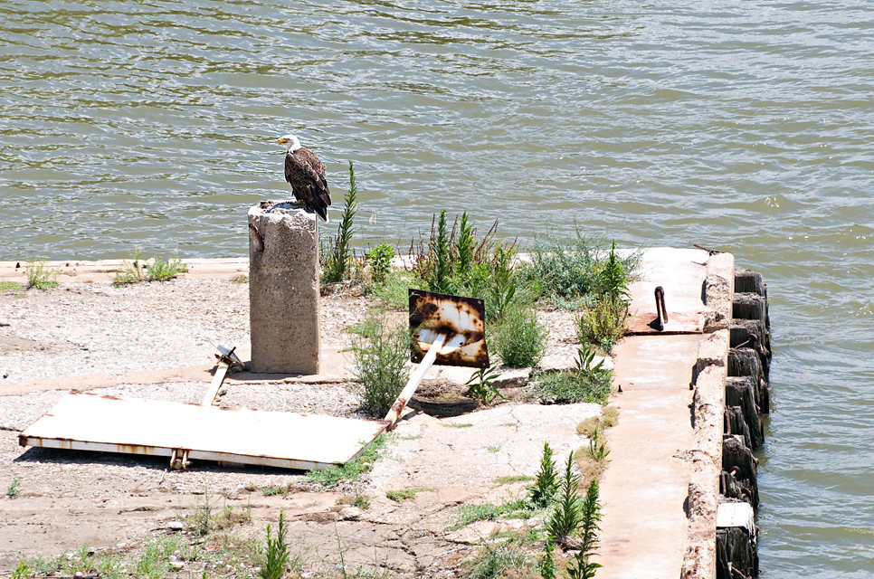 Bald Eagle in Houston Being the designated documenter of s… Flickr