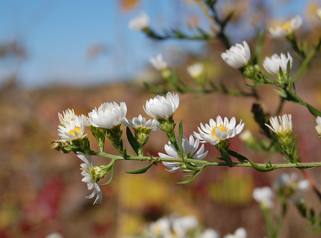 Frost Aster, Spring Green Preserve Involucres of Frost Ast… Flickr