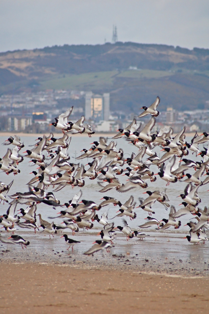 oystermouth road oystercatchers Oystercatchers near Oyster… Flickr