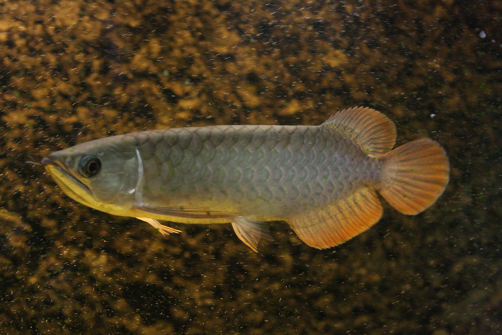 Banjar Red Arowana Care(04)