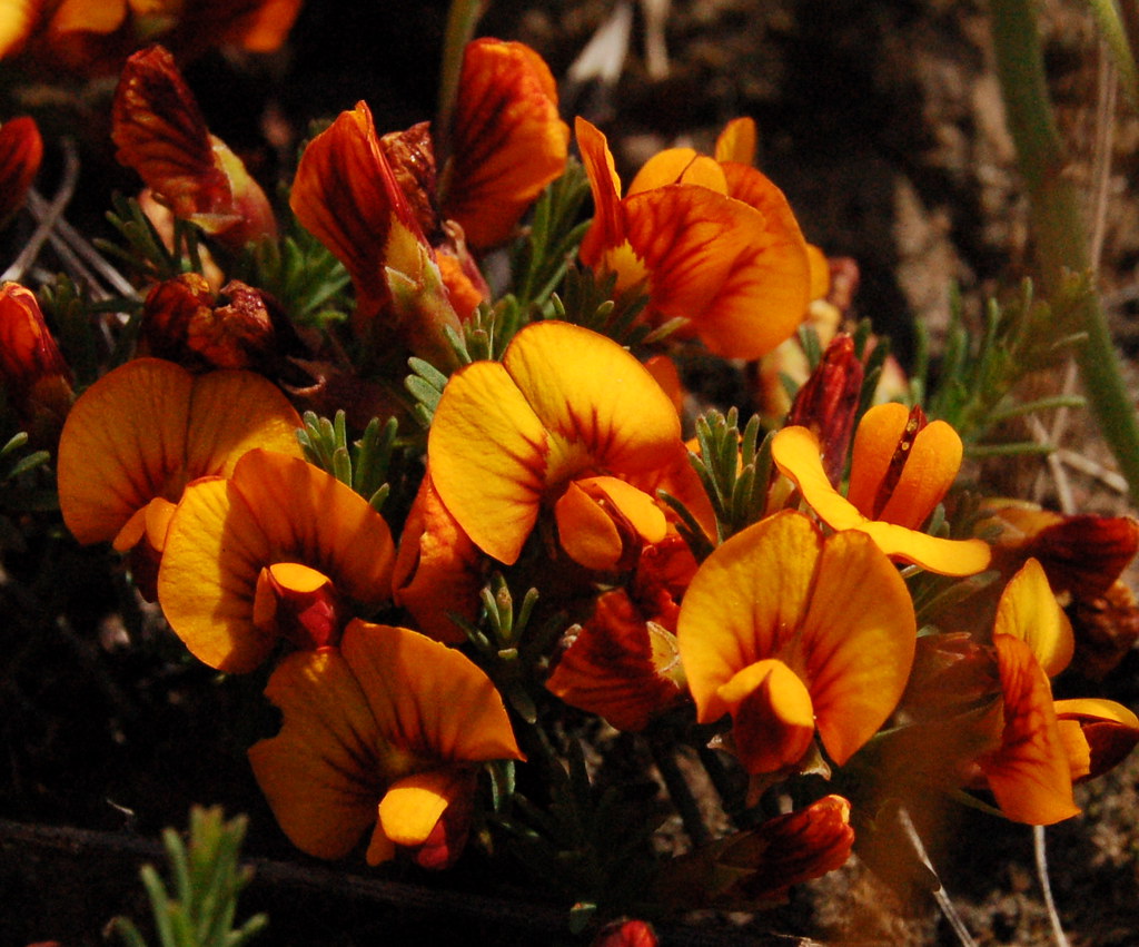 Egg and Bacon pea I think it's Pultenaea pedunculata and i… Flickr