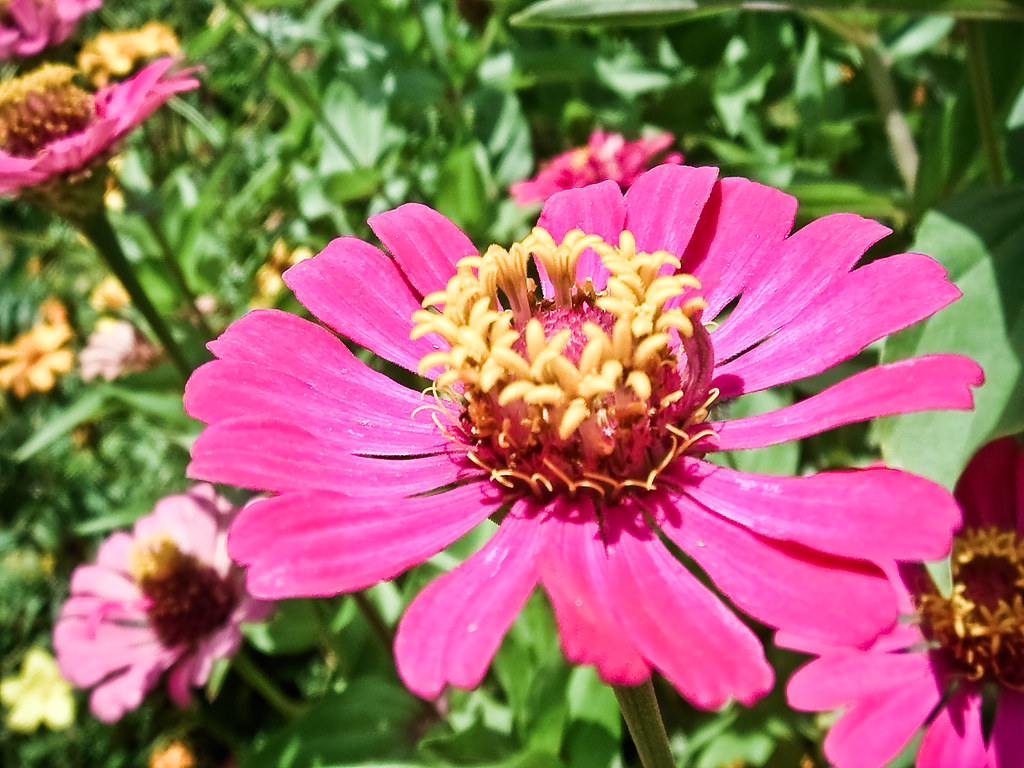 Song Of The Flower.. I am a kind word uttered and repeated… Flickr