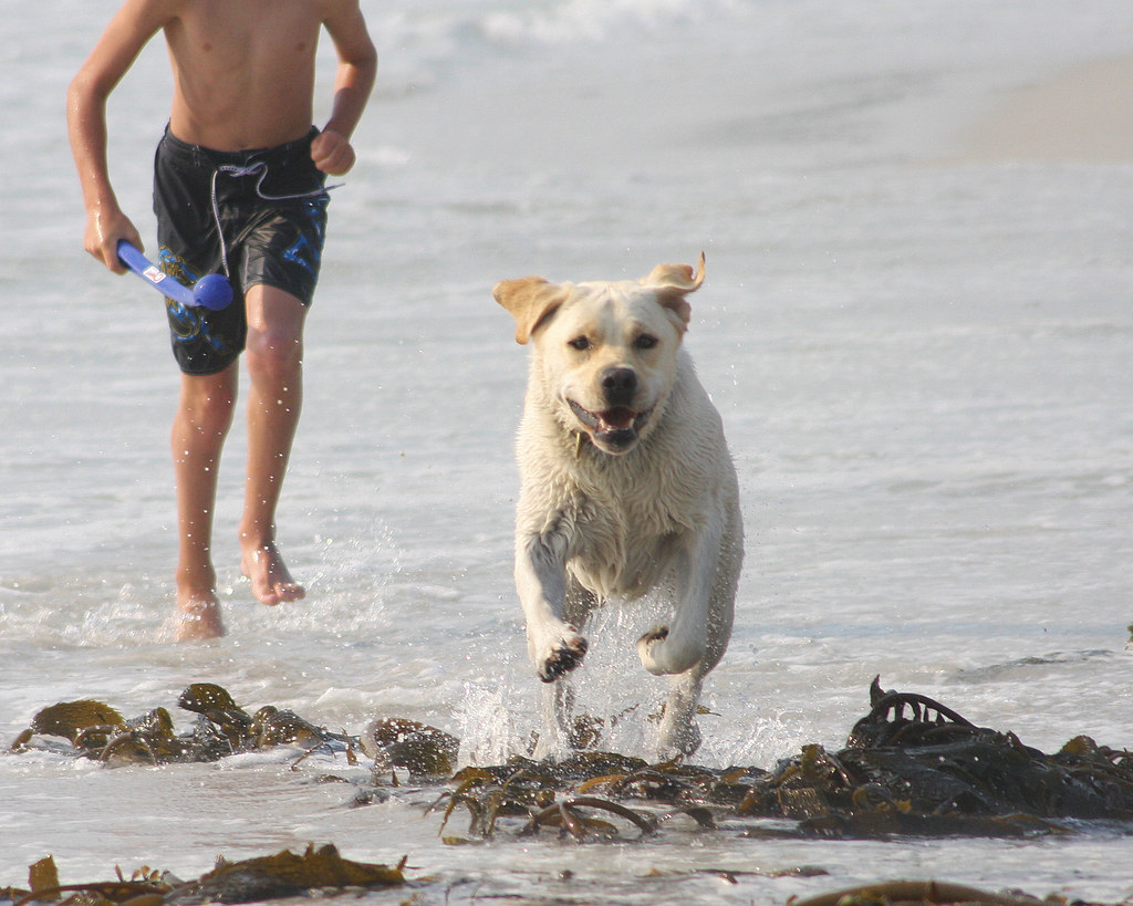 To Get Away, Dogs Can Fly Photo by Chuck Rogers. View our … Flickr