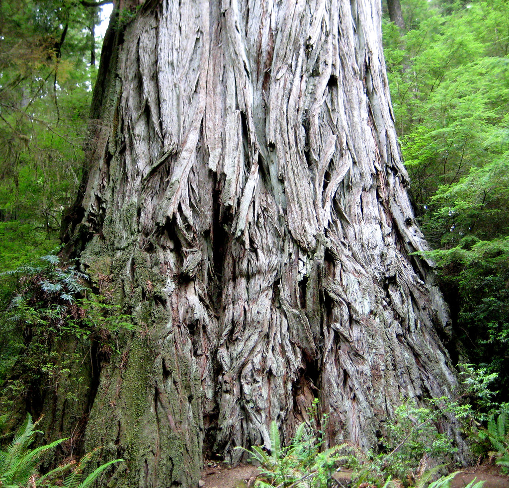 Trunk Mendocino Mendocino Crescent City September 2008 Robert