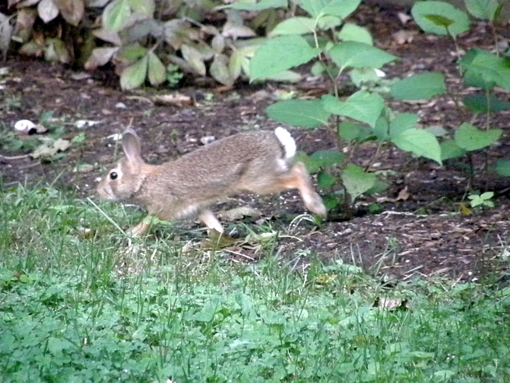 081001 bunny action shot do rabbits trot? It looks like he… Flickr