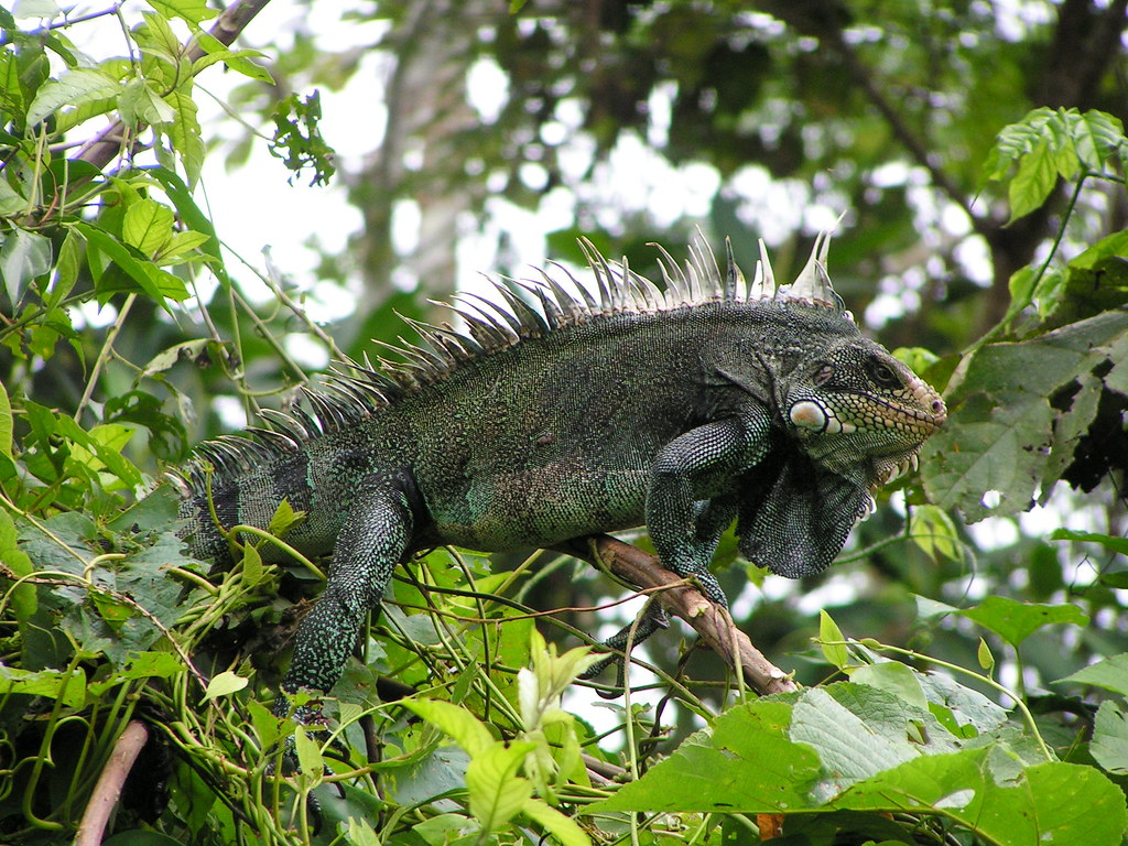 Iguana iguana (Green Tree Iguana) Green Tree Iguana