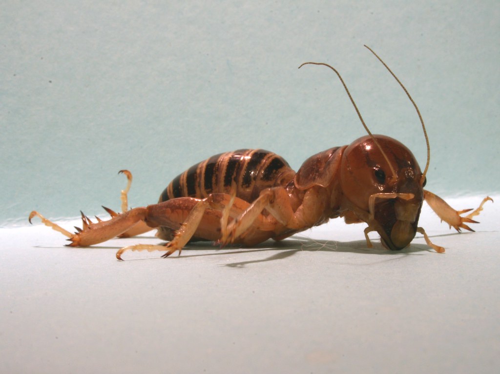 EXPLORE 20081201 3. Jerusalem Cricket / potato bug ni… Flickr