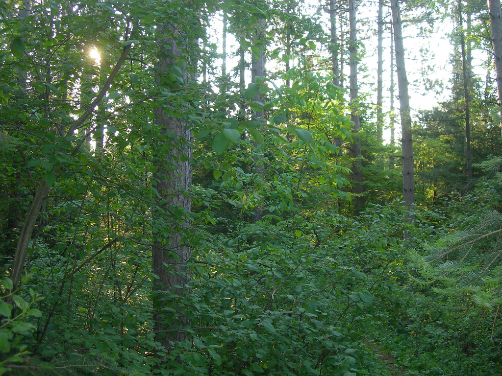 Laona School Forest Laona, Wisconsin Jimmy Emerson, DVM Flickr