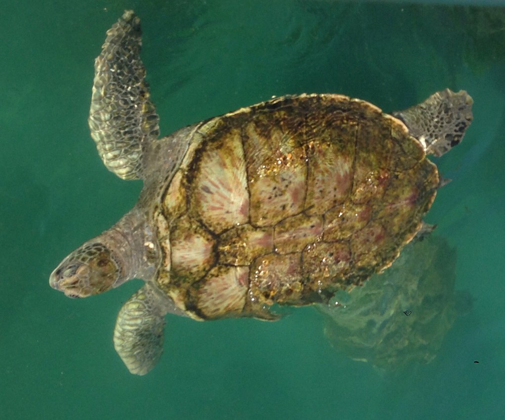 20141006 Grand Cayman Turtle Farm 20141006