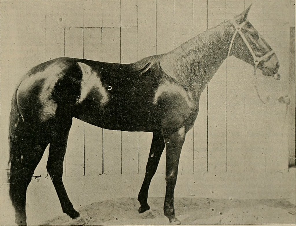 Effective Treatment Options for Horses with Cough A Comprehensive