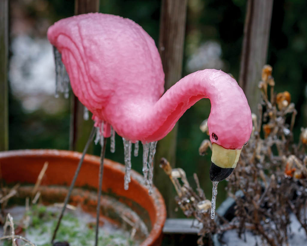 12/17/16 Freezing Flamingo We had a day of freezing rain. … Flickr
