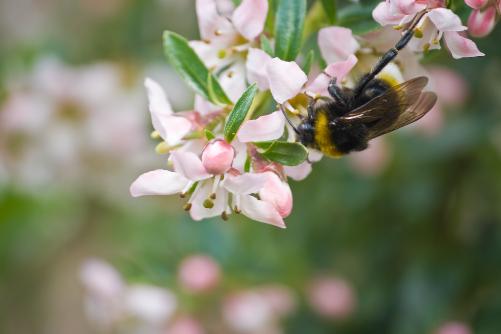 Wilstead Wood, Bedfordshire _MG_5928 Second visit to Wilst… Flickr