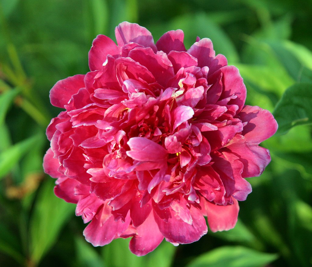 Peony in a friend's garden Gail Frederick Flickr