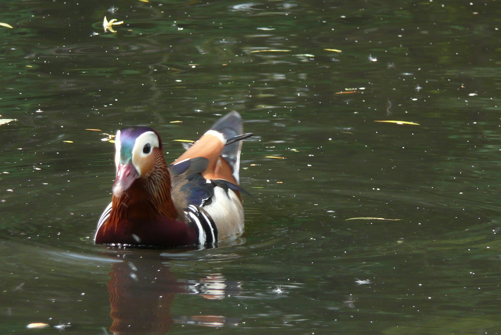 Mandarin Duck Mandarin Duck in Richmond Park Paula Funnell Flickr