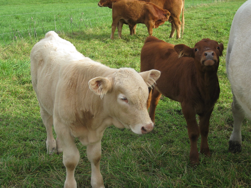 Azuluna Veal Calves Corx Flickr