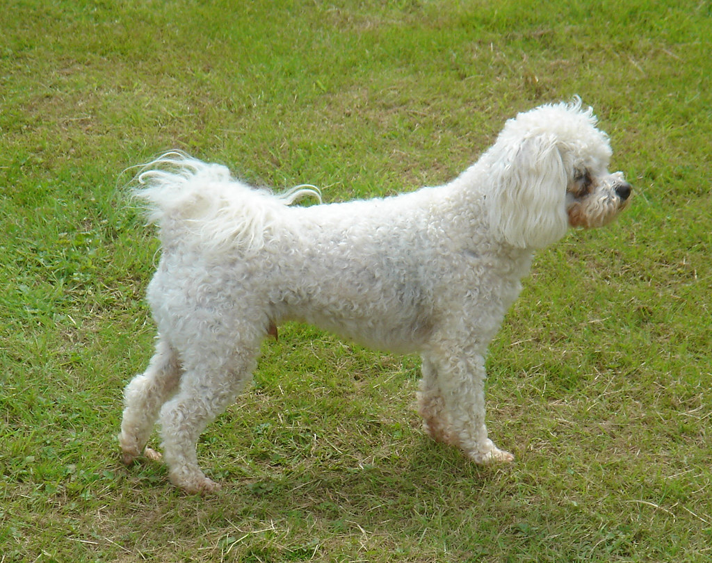 Suffolk dog Dog posing at Will Black's studio in Suffolk. zoer Flickr