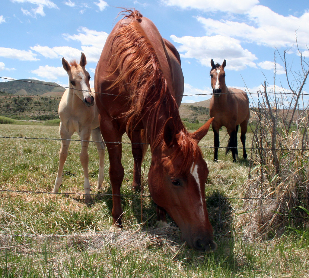 The Horses of Montrose, Colorado Is the grass tastier on t… Flickr